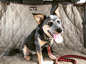 One Millennial's Journey from the Rat Race to Time Freedom | Taylor's dog Bailey